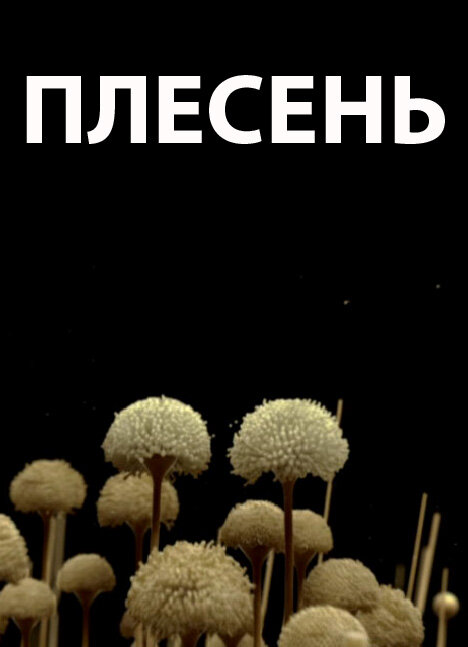 Плесень (2009) постер